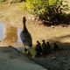 Illustration for article titled Parts fabrication and baby ducks
